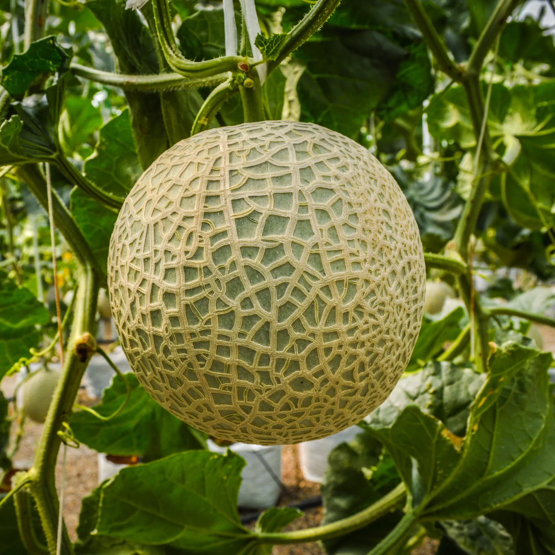 Melons growing inside an AKAR Farm greenhouse