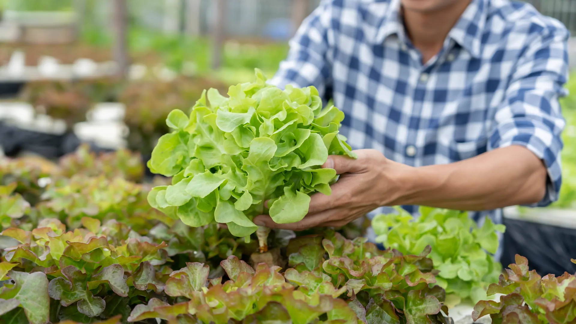 Community activity at an AKAR Farm greenhouse