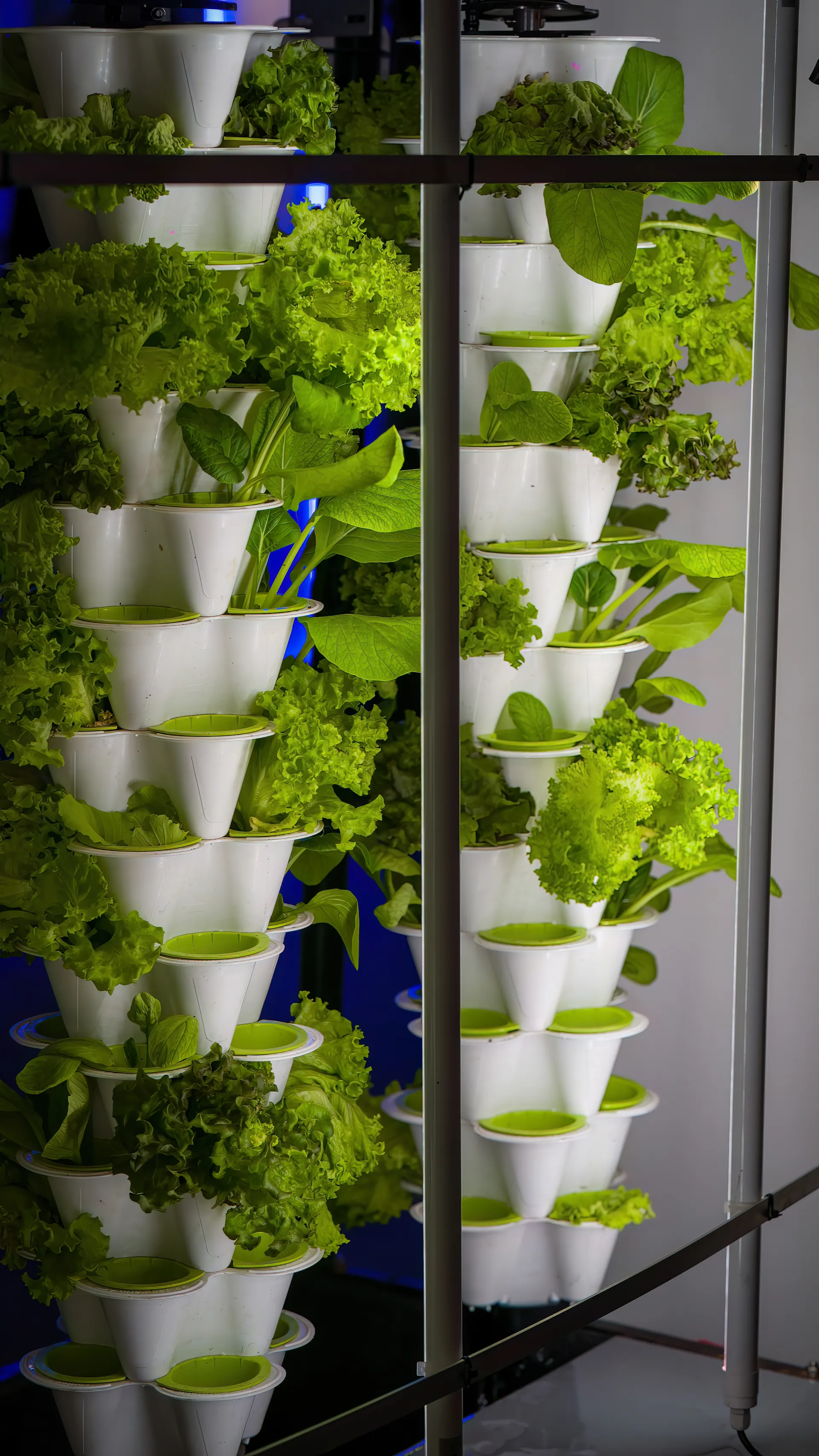 An AKAR Farm greenhouse today