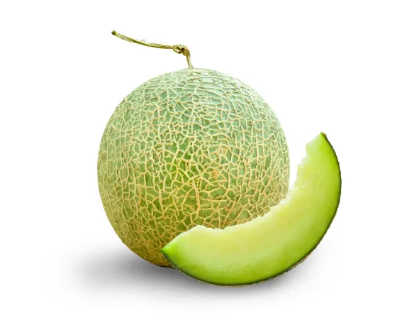 Sky Rocket melon