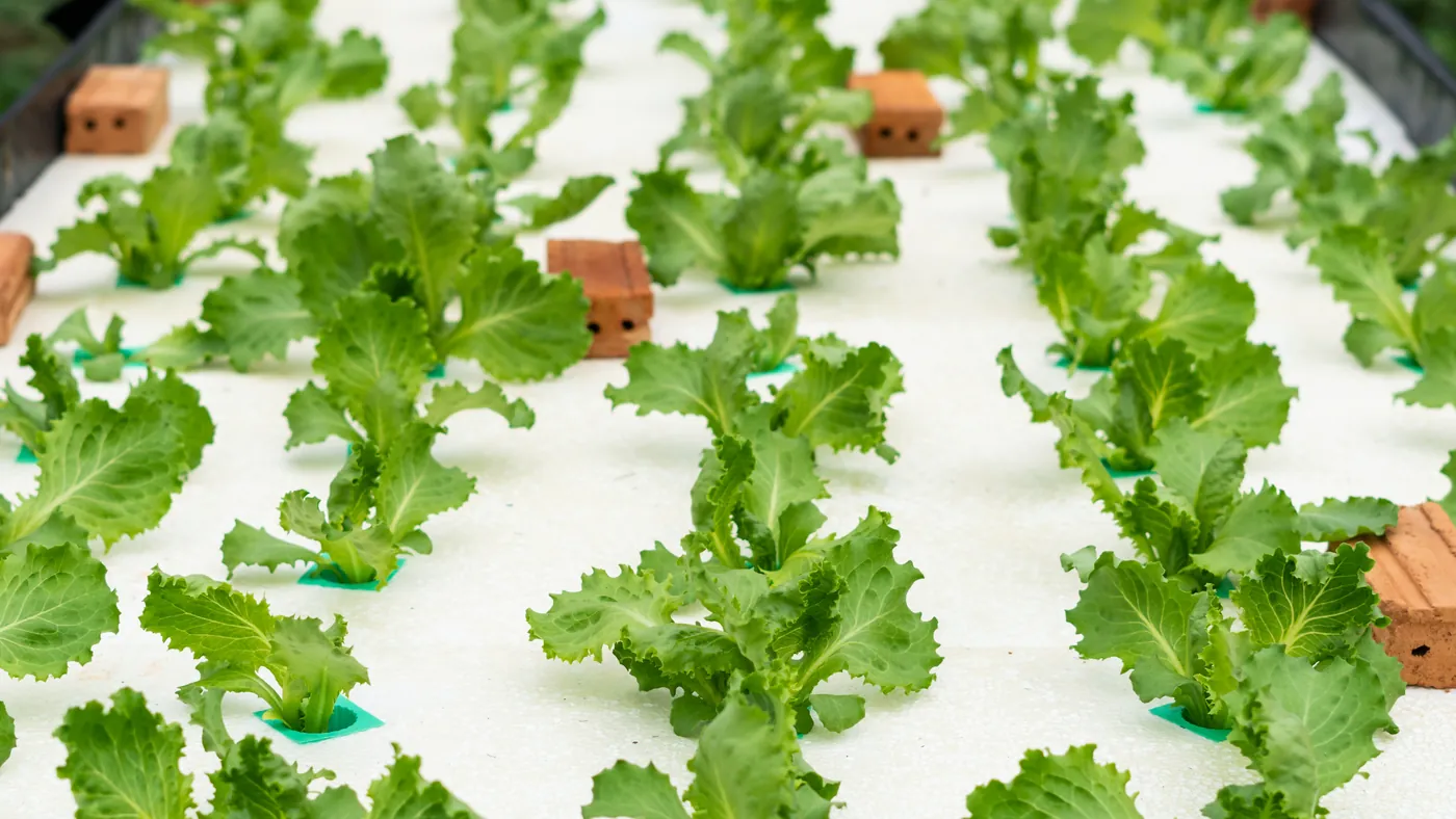 AKAR Farm press image 3