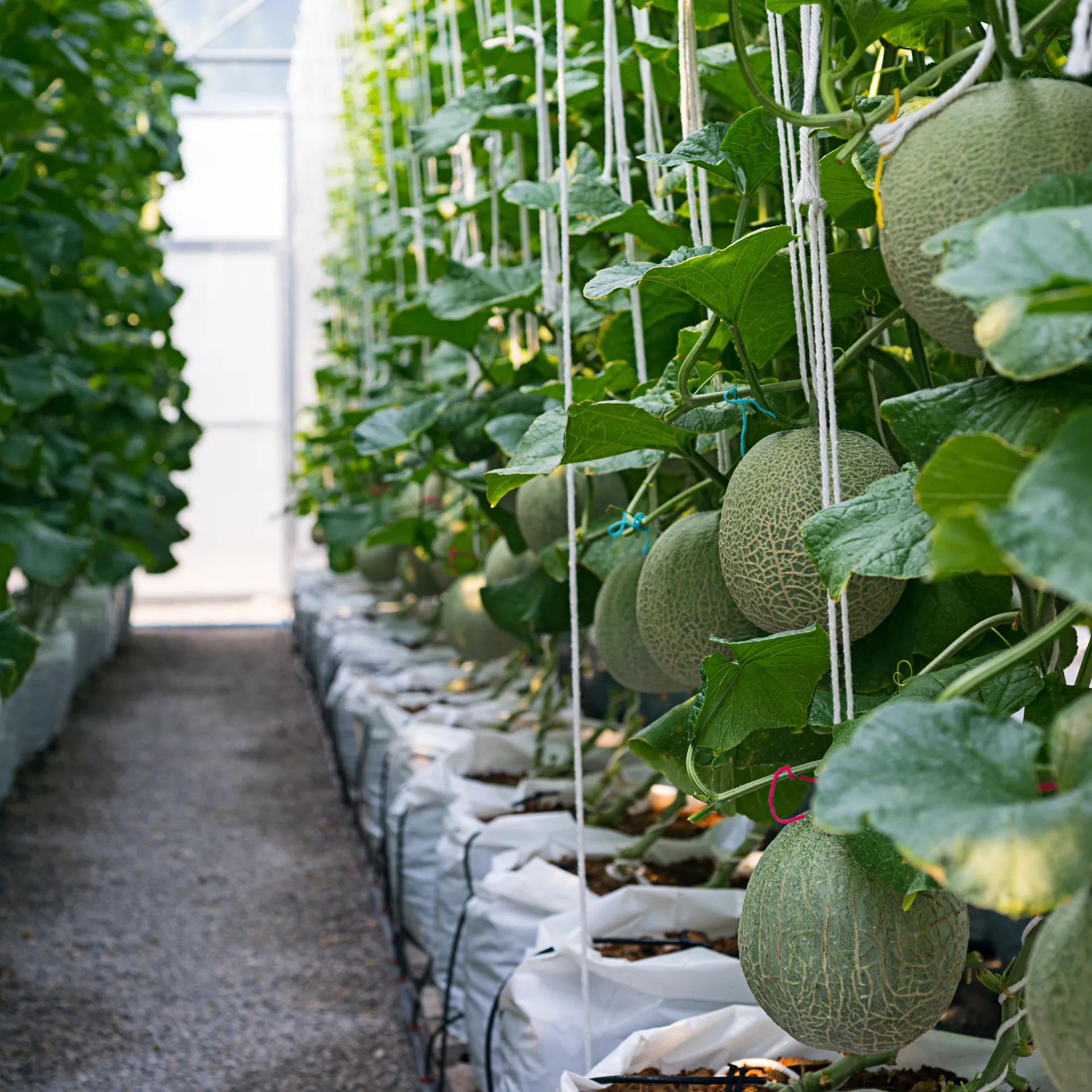 Sustainable farming at AKAR Farm