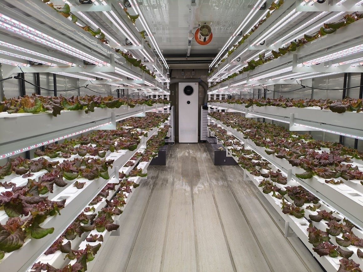Controlled growing aisle with active red-lettuce production