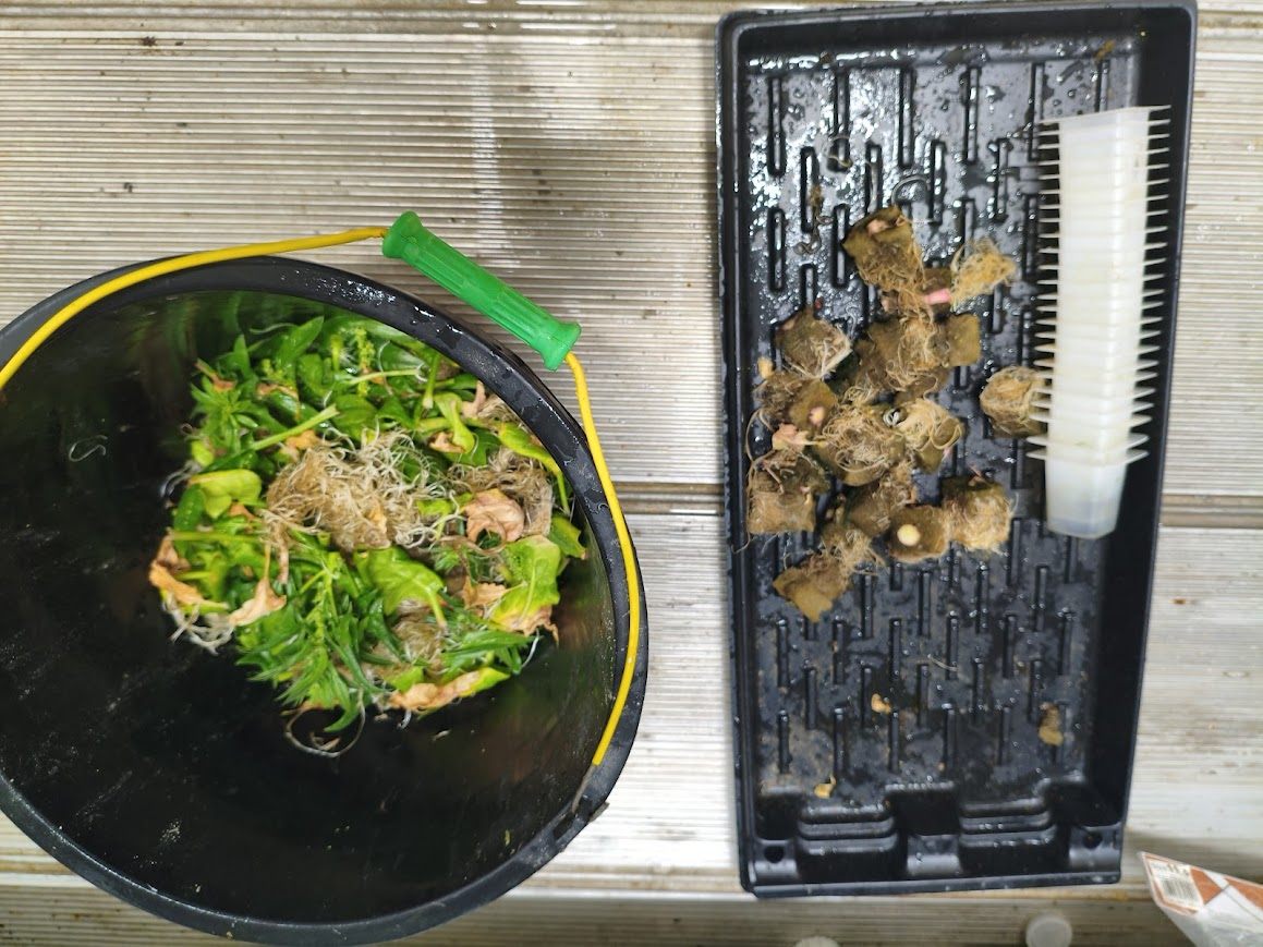 Harvested leafy greens recorded during the operating programme