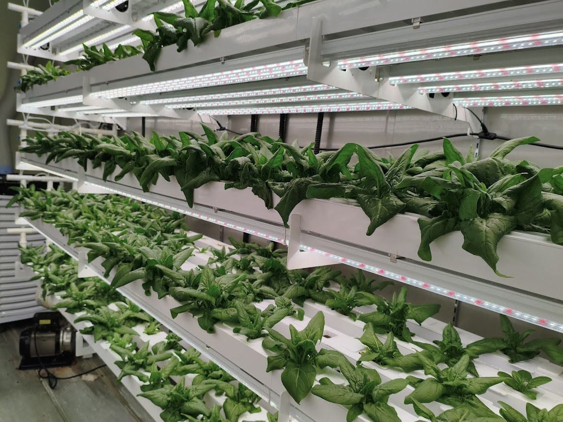 Japanese spinach under controlled lighting