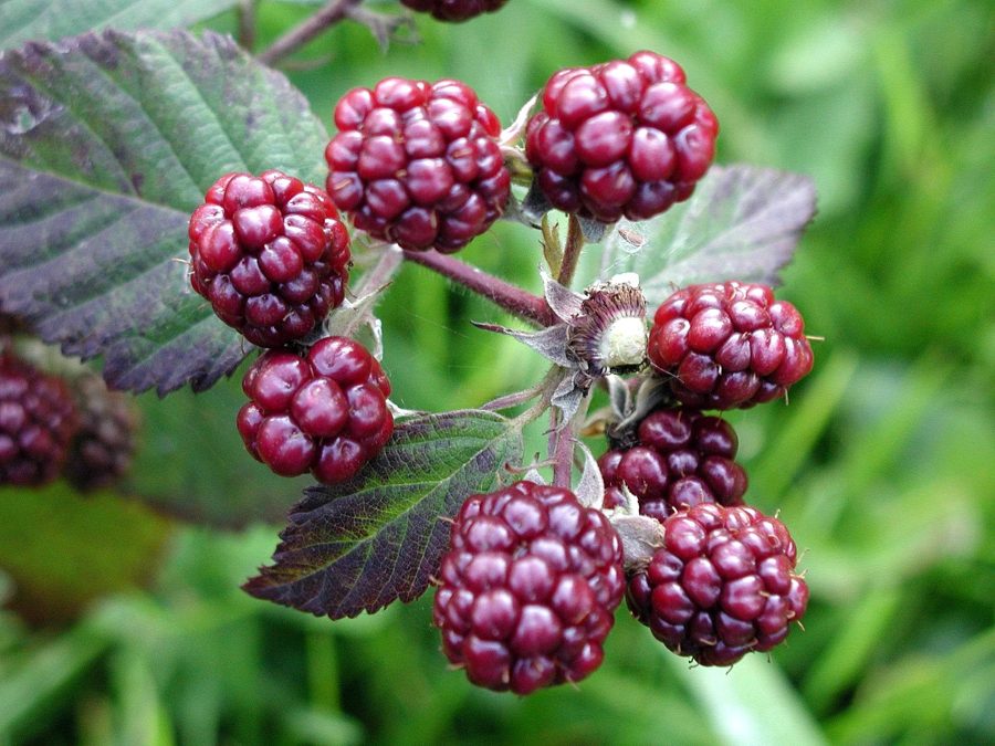 Blackberry