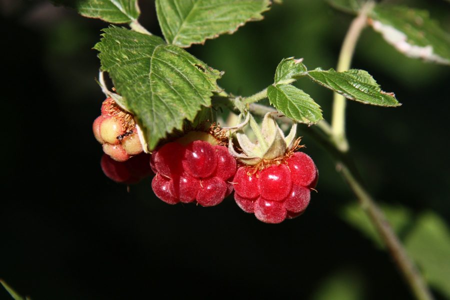 Raspberry
